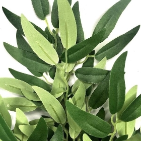 Green Ruscus Stem 72cm