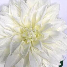 Ivory Monarch Dahlia 66cm