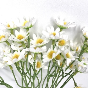 White Summer Daisy Bush 36cm