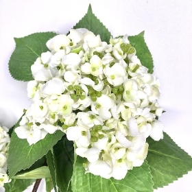 Ivory Imperial Hydrangea 82cm