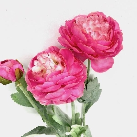 Hot Pink Ranunculus 50cm