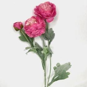 Hot Pink Ranunculus 50cm