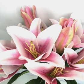 Pink Lily Bush 50cm