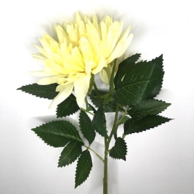 Yellow China Aster 60cm