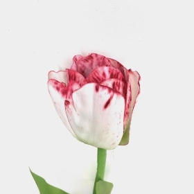 White Burgundy Tulip 51cm