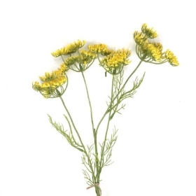 Yellow Fennel 61cm