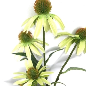 Green Rudbeckia 73cm