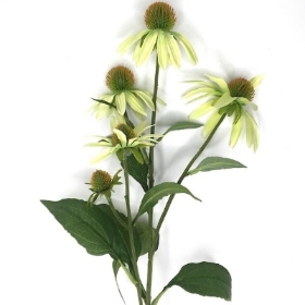 Green Rudbeckia 73cm