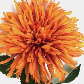 Orange Chrysanthemum 62cm