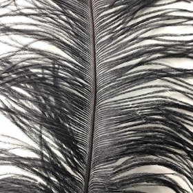 Black Ostrich Feathers x 5