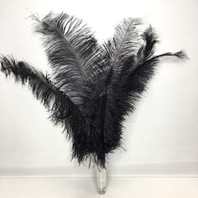 Black Ostrich Feathers x 5