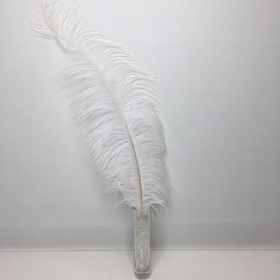 White Ostrich Feathers x 5