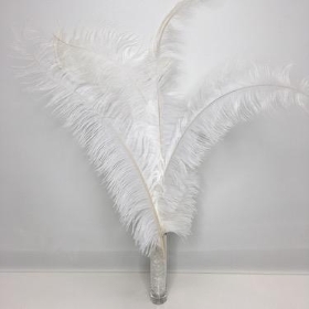 White Ostrich Feathers x 5