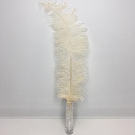 Cream Ostrich Feathers x 5