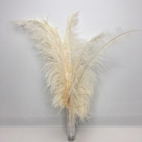 Cream Ostrich Feathers x 5