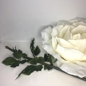 XXL Ivory Rose 170cm