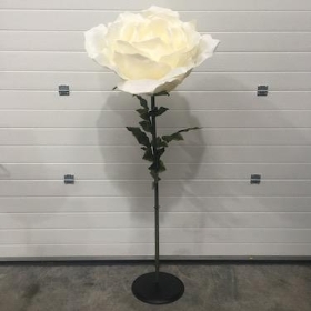 XXL Ivory Rose 170cm