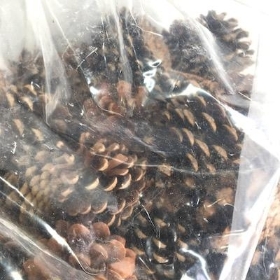 Pine Cones 5kg