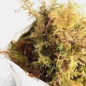 Fresh Welsh Moss