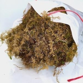 Fresh Welsh Moss