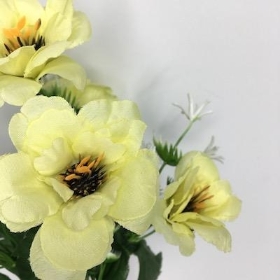 Yellow Mini Anemone Bush 30cm