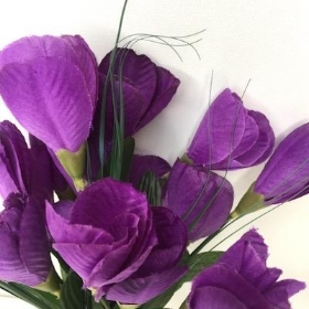 Purple Crocus Bush 24cm