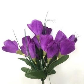 Purple Crocus Bush 24cm