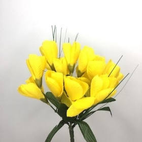 Yellow Crocus Bush 24cm