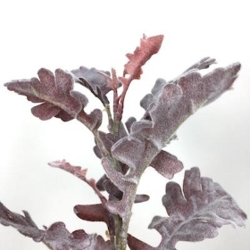 Burgundy Dusty Miller 32cm