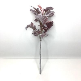 Burgundy Dusty Miller 32cm