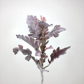 Burgundy Dusty Miller 32cm