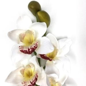 Ivory Cymbidium Orchid 89cm