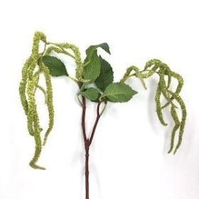 Green Amaranthus 68cm