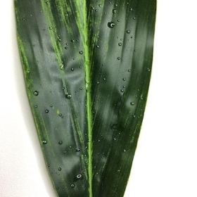 Aspidistra Leaf 100cm