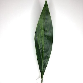 Aspidistra Leaf 100cm