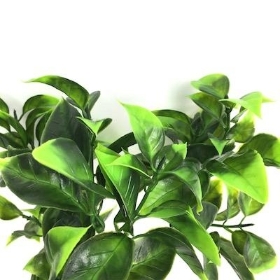 Green Leafy Bush 26cm