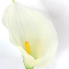 Ivory Calla Lily 66cm