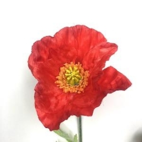 Red Poppy 70cm