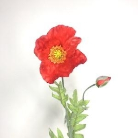 Red Poppy 70cm