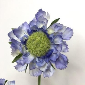 Lilac Scabious 65cm