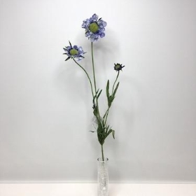 Lilac Scabious 65cm