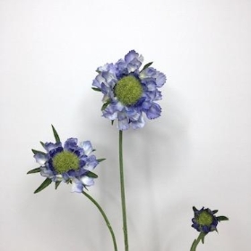 Lilac Scabious 65cm