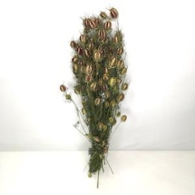 Dried Nigella 50cm