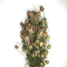 Dried Nigella 50cm