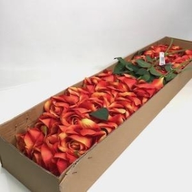 36 x Orange Velvet Touch Open Rose 52cm