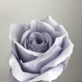 36 x Grey Velvet Touch Open Rose 52cm | Florist Wedding and Craft ...