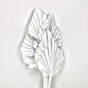 Dried White Wash Palm Spear 50cm x 10