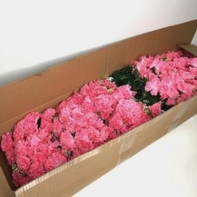 24 x Pink Carnation Bush With Gyp 45cm