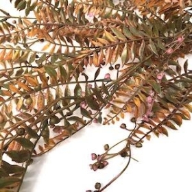 Green Brown Fern Trail 85cm