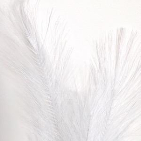 White Feather Grass 77cm